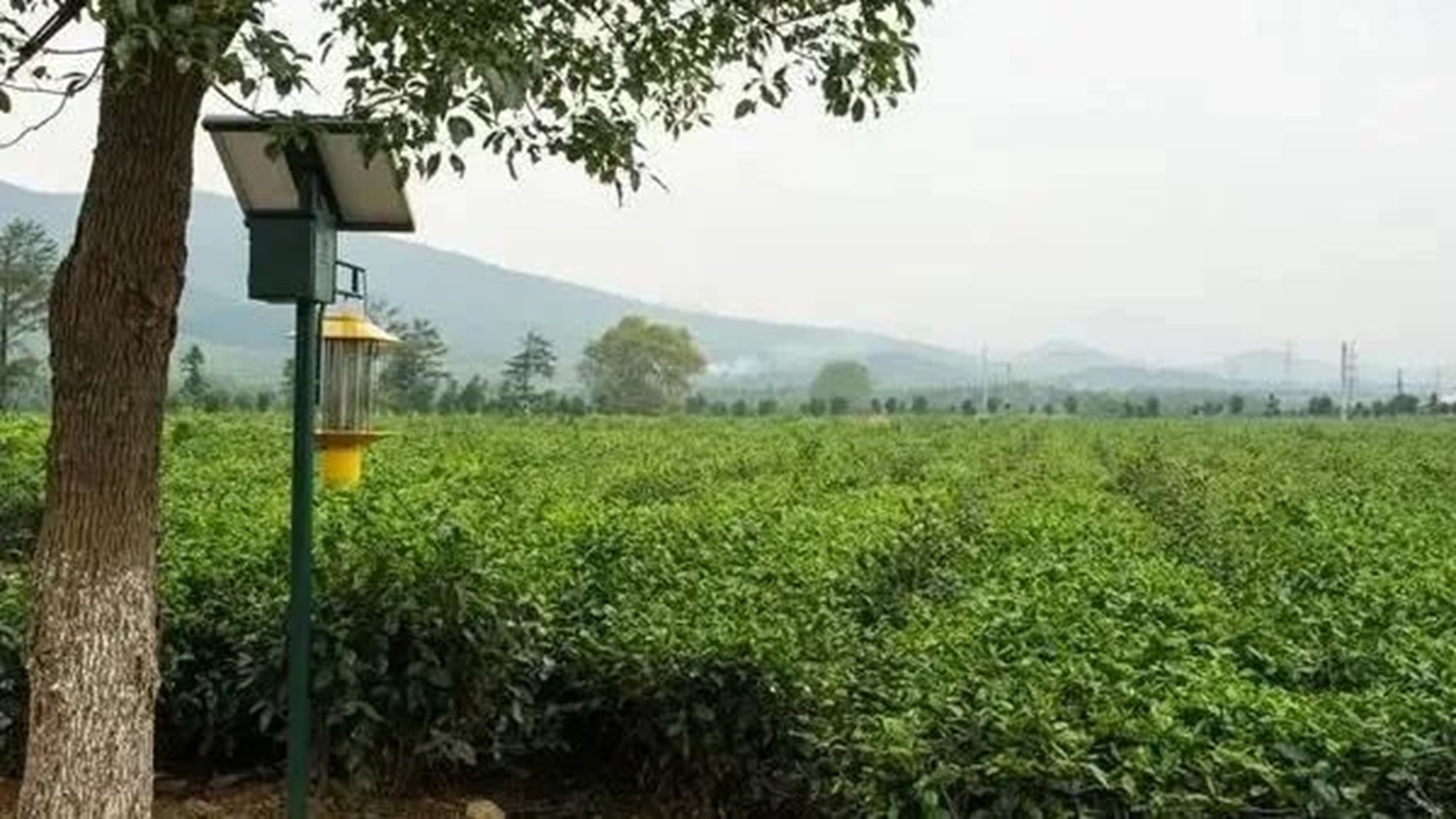 The Role of Solar Insecticidal Lamps in Sustainable Agriculture